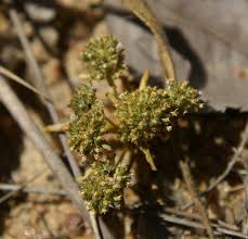 Image result for Faroa