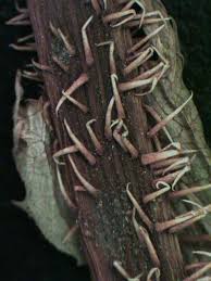 Image result for Lactuca setosa