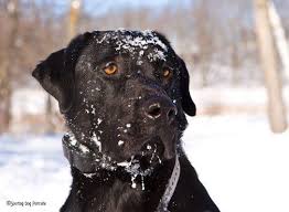 With sales tax, wi dog law fee, microchip, first two vaccines, bag of fidovite, vet health certificate, akc registration and health record showing shots. Black Labrador Retriever In Snow Labrador Retriever Labrador Black Labrador Retriever