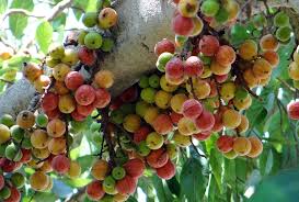Fig leaf is used for diabetes, high cholesterol, and skin conditions such as eczema, psoriasis, and vitiligo. 12 Health Benefits Of Cluster Fig Plant Gular Tree