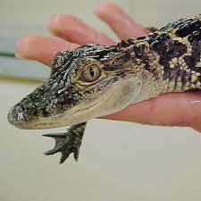 Alligator Baby