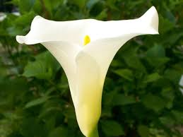 Check spelling or type a new query. A Z List Of House Plants Common And Scientific Names