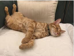 蔡英文新年帮爱猫摄影两只爱猫萌翻了| 蔡 ...