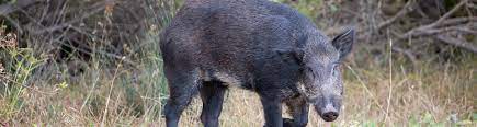 Do We Have Wild Hogs In Northeast Florida Uf Ifas Extension Nassau County