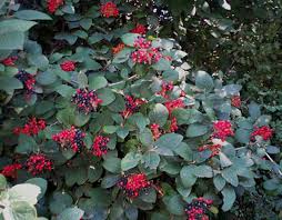 Viburnum Lantana Wayfaring Tree Lantana Viburnum Native Plants