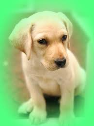Maybe you would like to learn more about one of these? Labrador Puppies For Sale In Southern California Craigslist Bmo Show