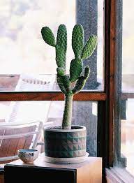 17 amazing cactus adaptations that help them survive in the desert. Best Plants That Reduce Humidity Indoors Balcony Garden Web