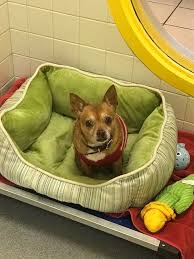 On the day of adoption, you need to bring the following information Pick Of The Litter Adopt Doc Mcstuffins