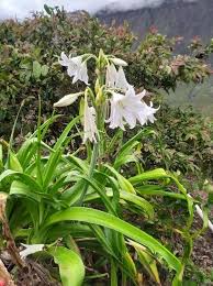 Image result for Crinum jagus