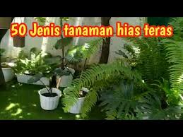 Tanaman hias taman depan rumah minimalis aneka macam bunga.melihat tata taman depan rumah yang simpel dan rapi. 50 Jenis Tanaman Hias Teras Rumah Jenis Jenis Tanaman Hias Teras Taman Halaman Depan Rumah Youtube