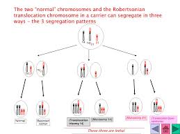 How is this so, and what is robertsonian translocation? Ppt Robertsonian Chromosome Translocations The Basics Powerpoint Presentation Id 4429912