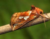 Image result for Plusia putnami