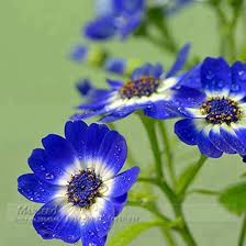 Image result for Cineraria