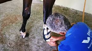 Atlarda Tendon Tedavisi Youtube