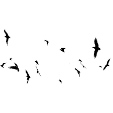 Bird Bird Bird Bird Is The Word Timbaland Haunted Dreams Haunting Polyvore Dream