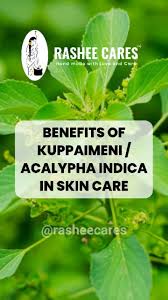 Image result for Acalypha indica