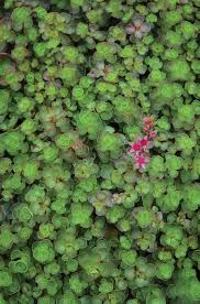 Image result for Sedum glomerifolium