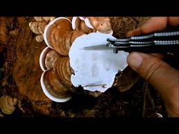 Image result for Ganoderma applanatum