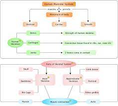 Bigger and denser bones can anchor and carry bigger muscles, while smaller bones limit how much muscle a body will build. Conceptmap Muscular System Human Muscular System Personalized Learning