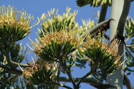 Our cacti have a high quality. 3 Story Cactus Blooming Likely Dying The Weather Channel Articles From The Weather Channel Weather Com