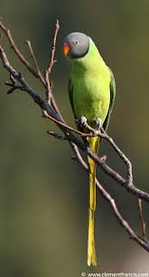 Pin By Mahmut Atici On C Birds پرندے In 2020 Nature Birds Parakeet Animals Beautiful