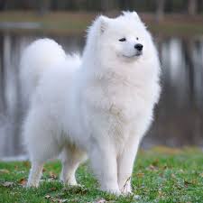 The 10 Most Expensive Dog Breeds World Inside Pictures Expensive Dogs Most Expensive Dog Dog Breeds