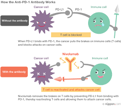 Image Result For Pd 1 Antibody Immunotherapy Cancer Immunotherapy Health Research