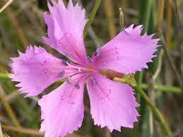 Dianthus Caryophyllus Carnation World Of Flowering Plants Carnations Dianthus Caryophyllus Most Popular Flowers