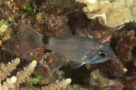 Image result for Renealmia susanneae-katziae