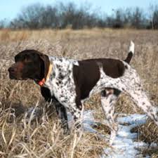 German shorthaired pointer puppies northern california. German Shorthaired Pointer Puppies For Sale Petfinder
