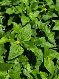 Image result for Calyptocarpus vialis