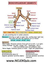Bronchopulmonary Segments Mnemonic Instant Anatomy Cheat Sheet Respiratory Therapist Student Respiratory System Anatomy Respiratory Care