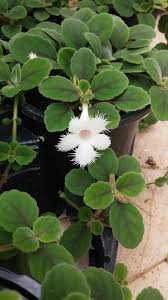 A single application can often provide plants with the proper level of. Greenhouse Smithsonian Gardens Page 2