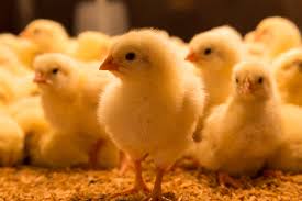 Check spelling or type a new query. Doc Bara Poultry Pet Shop