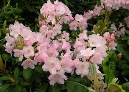 Rhododendron Wardii Gruppen Kaino Rhododendron Hojd 0 5 0 7 M Zon Ii Iii