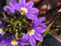 Image result for Scaevola
