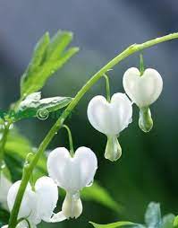 Bleeding Heart Starts Bleeding Heart Flower Flower Heart Bleeding Heart