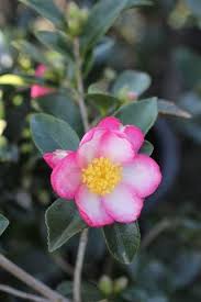 Camellia Sasanqua Apple Blossom With Images Amazing Flowers Flower Garden Camellia Flower