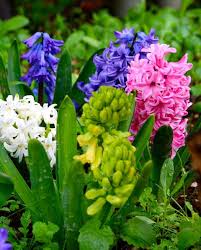 Flowering trees add seasonal interest and beauty to any landscape. 15 Most Fragrant Outdoor Flowers Best Smelling Plants For Garden