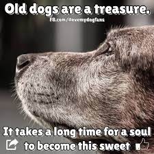 Porter Pet Hospital - Home Facebook