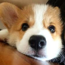 Abigail Batten (abbatten)