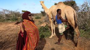 How many camels are in somalia? Meet Somalia S Trailblazing Female Camel Trader Women News Al Jazeera
