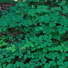 Image result for Blyxa hexandra