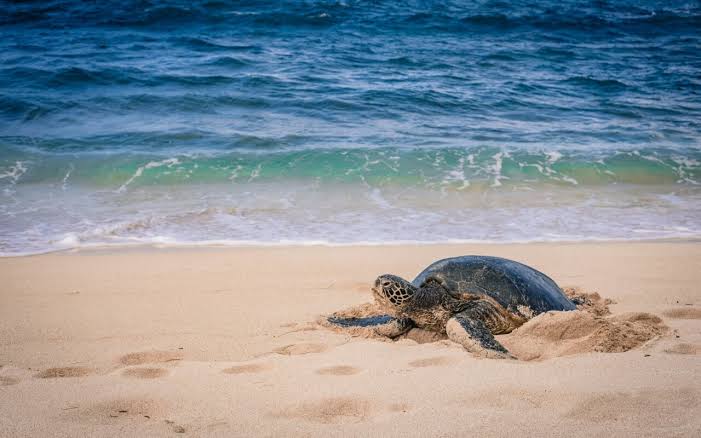 Marine turtles on the Pacific Coast of Guatemala | Terra Guatemala