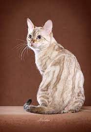 900 Warrior Cat References Ideas In 2021 Cats Beautiful Cats Cute Cats