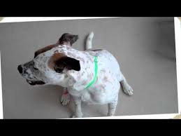 It has a long body and an agile gait. Onya An Australian Cattle Dog Boxer Mix Available For Adoption At The Wisconsin Humane Society Youtube