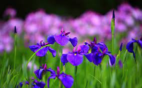 Iris A Brief History Missouri Environment And Garden News Article Integrated Pest Management University Of Missouri