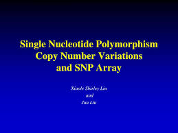 An snp array is a useful tool for studying slight variations between whole genomes. Ppt Single Nucleotide Polymorphism Copy Number Variations And Snp Array Powerpoint Presentation Id 2972766