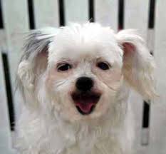 Shih Tzu Rescue Adopt Lhasa Apso Adoption