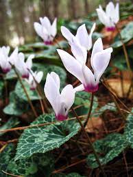 The Flowers And Landscapes Of The Beautiful Israeli North Wild Flowers The Cyclamen Rakefet Form Delicate Carpets Be Wild Flowers Flowers Beautiful Flowers
